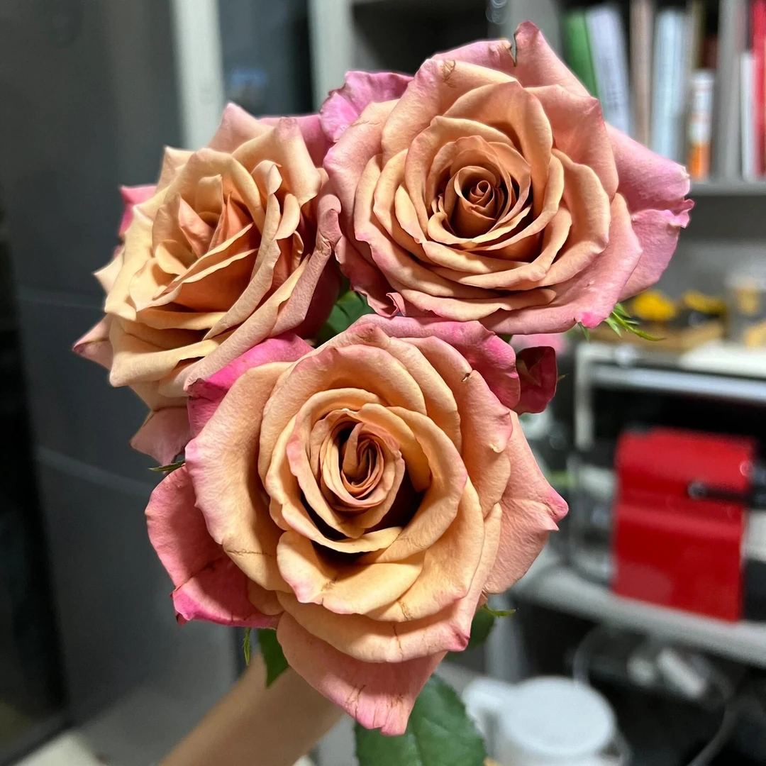 【紫陌玫瑰】精选紫陌玫瑰多头花束插花云南鲜花新鲜鲜花