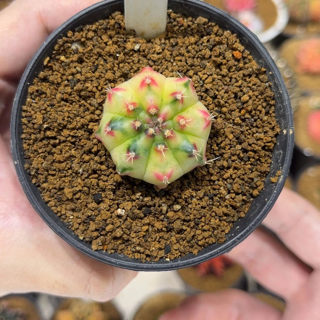 魔术师———————————