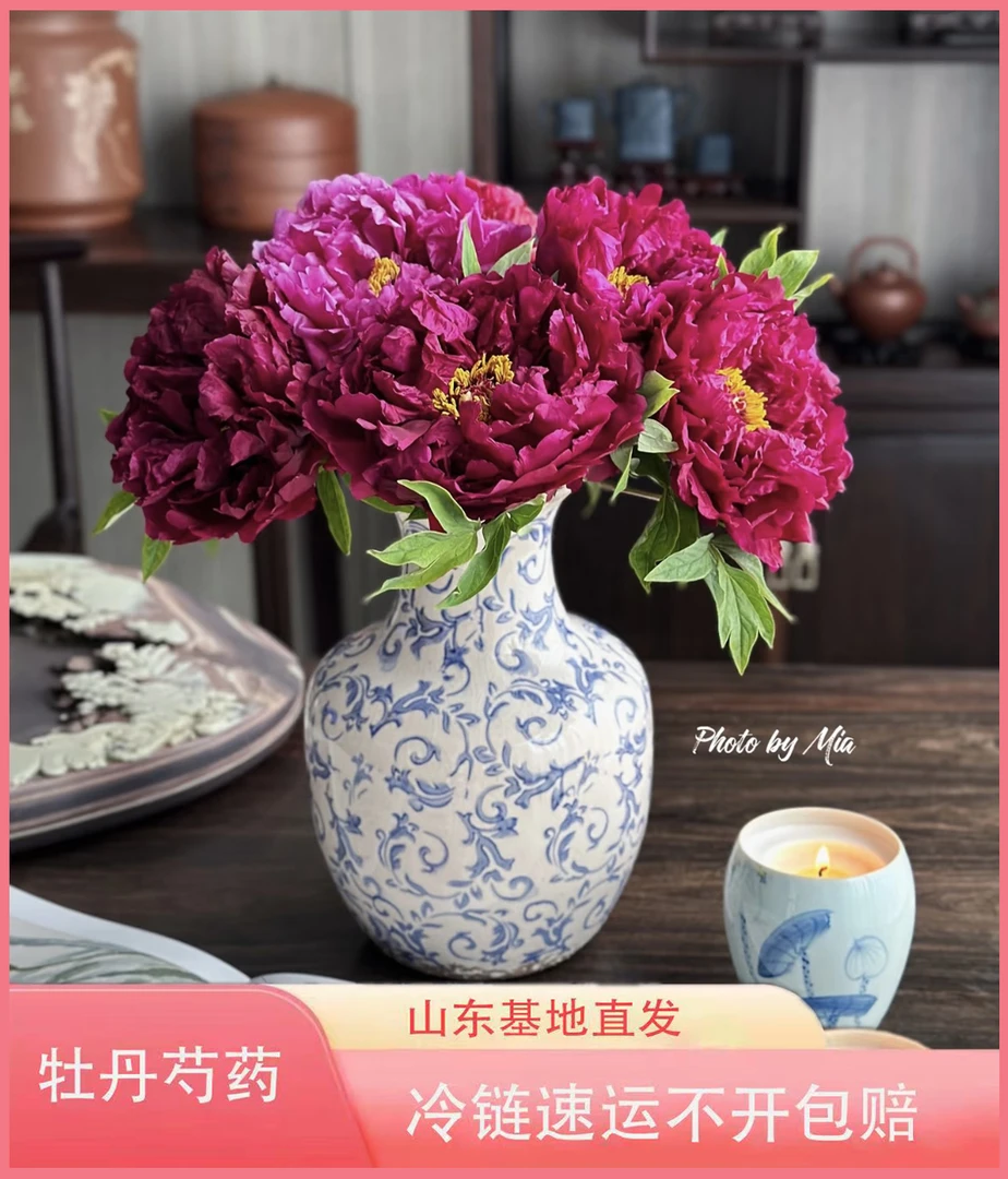 『墨润绝伦-3A』山东牡丹重瓣鲜花 年宵花 鲜切花 基地直发