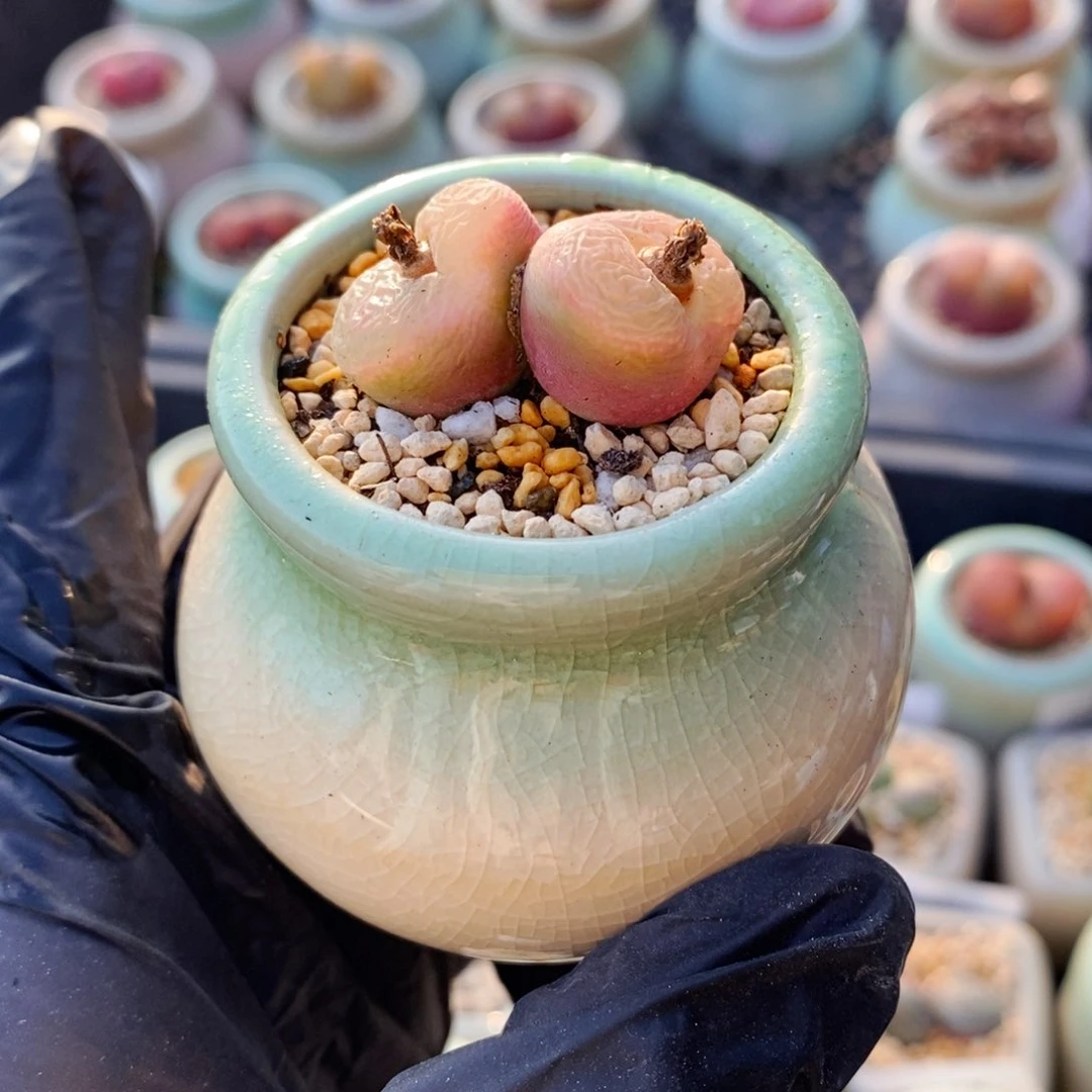 4484-1-一物一拍 带盆