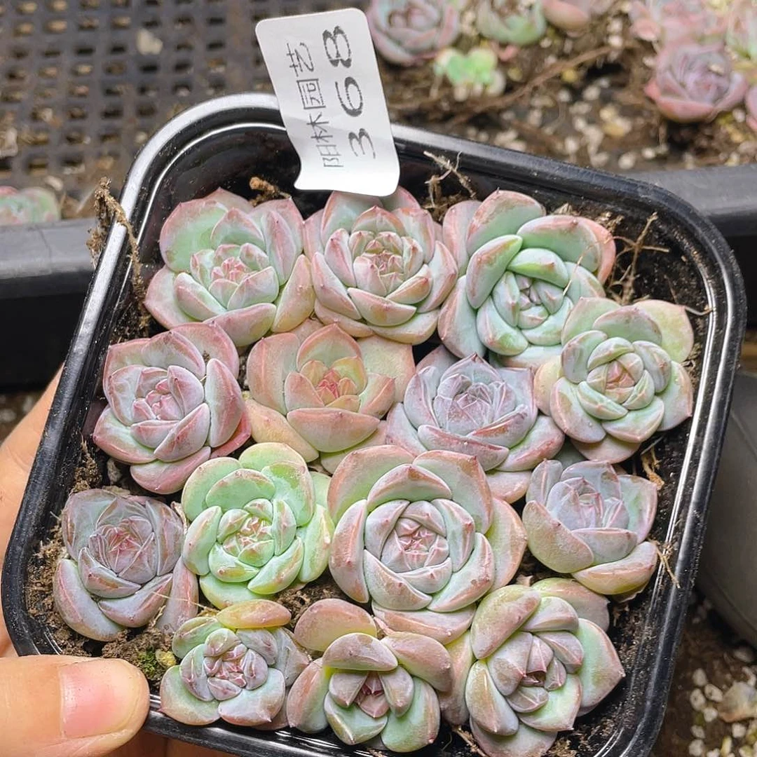 多肉植物多肉植物368