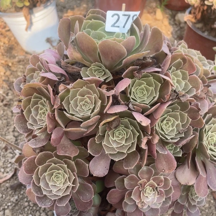 无花朵278多肉葡萄荷兰玫瑰