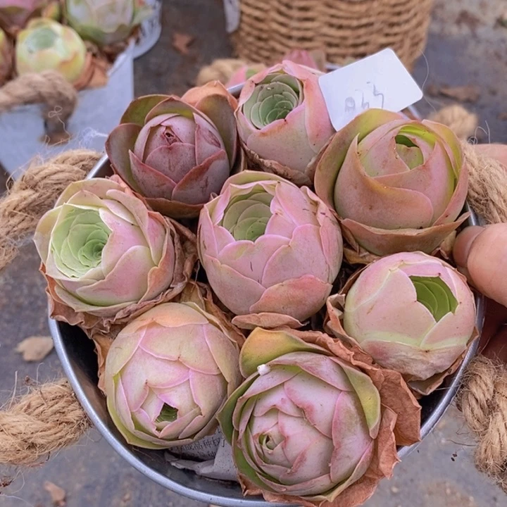 山地玫瑰全粉色花篮033