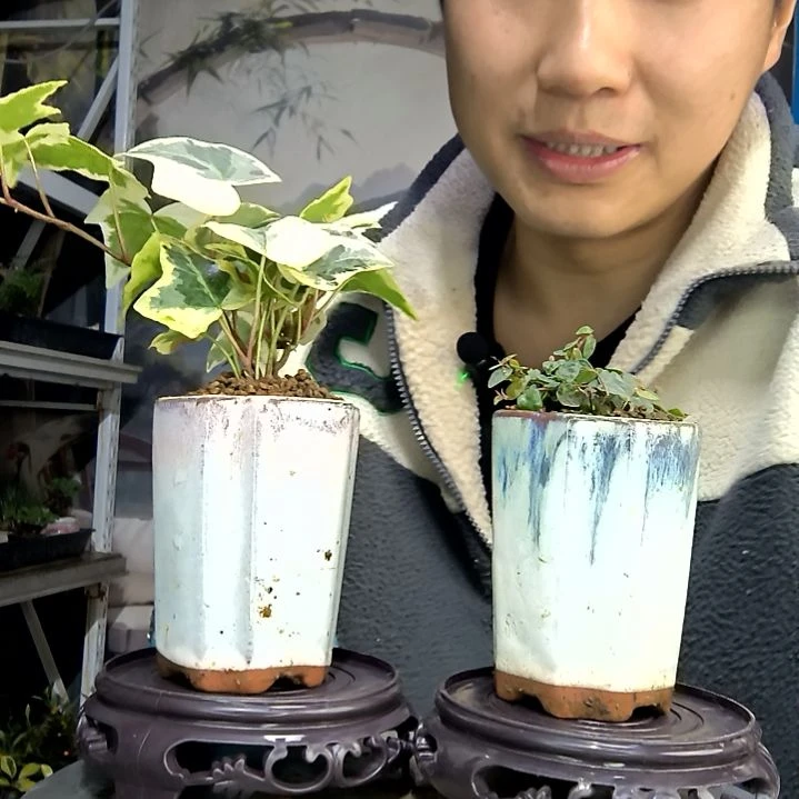 键***杰中青园艺一物一拍花499