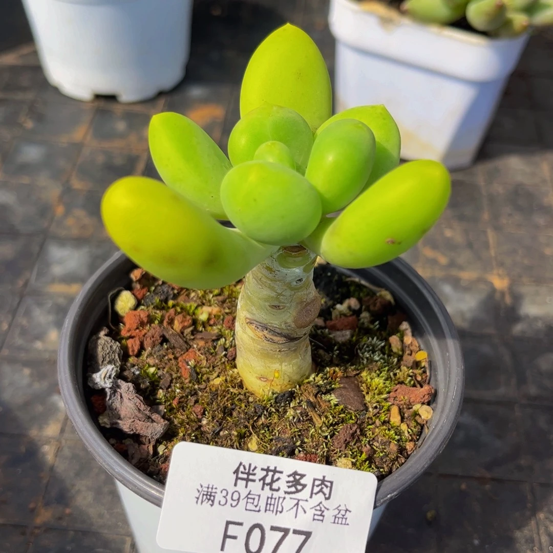 077-芒果奶多肉4cm