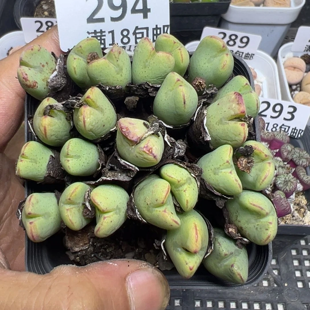 【闪购商品】 294。