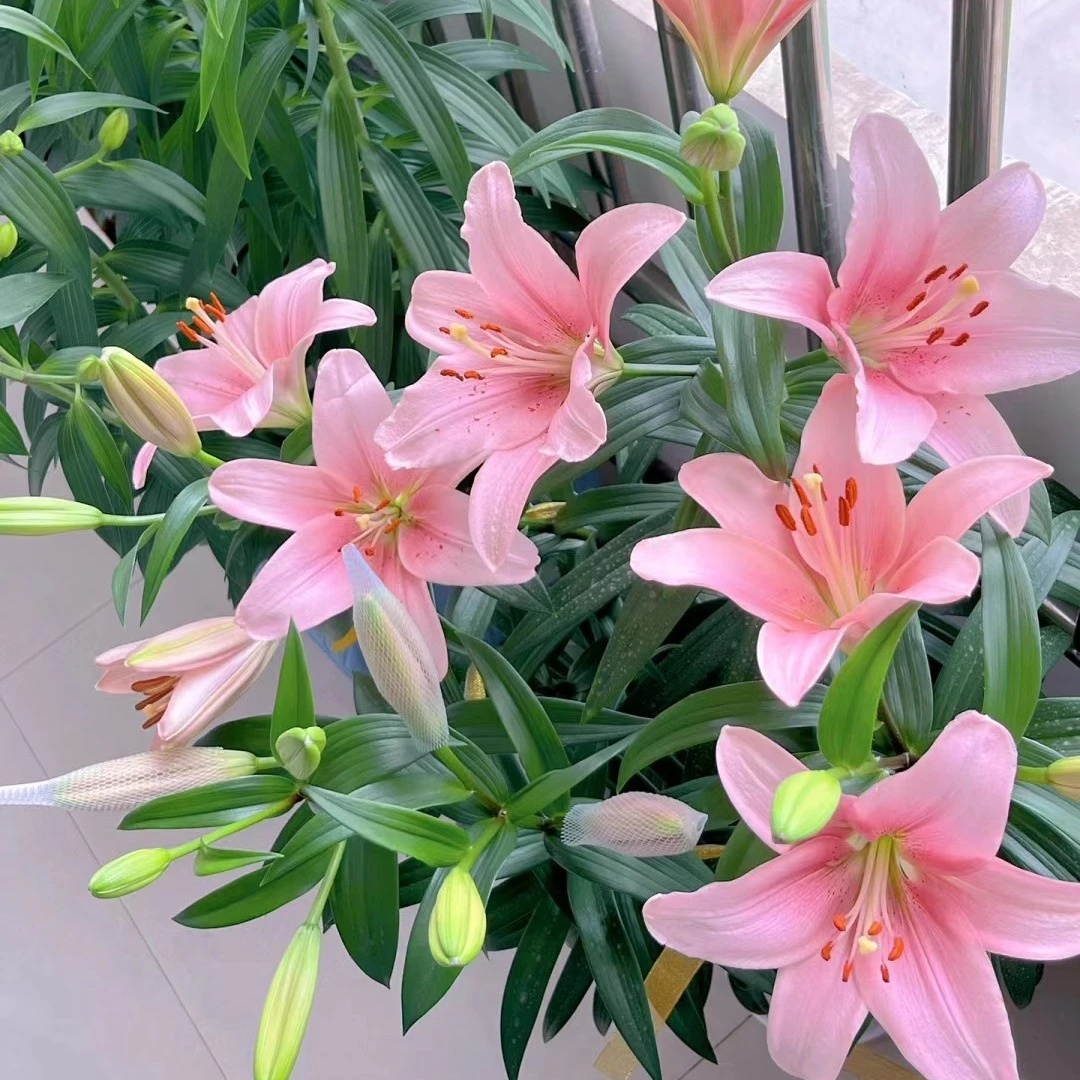 【布林迪西12/14】（5球、10球）LA系列荷兰进口百合花种球无香