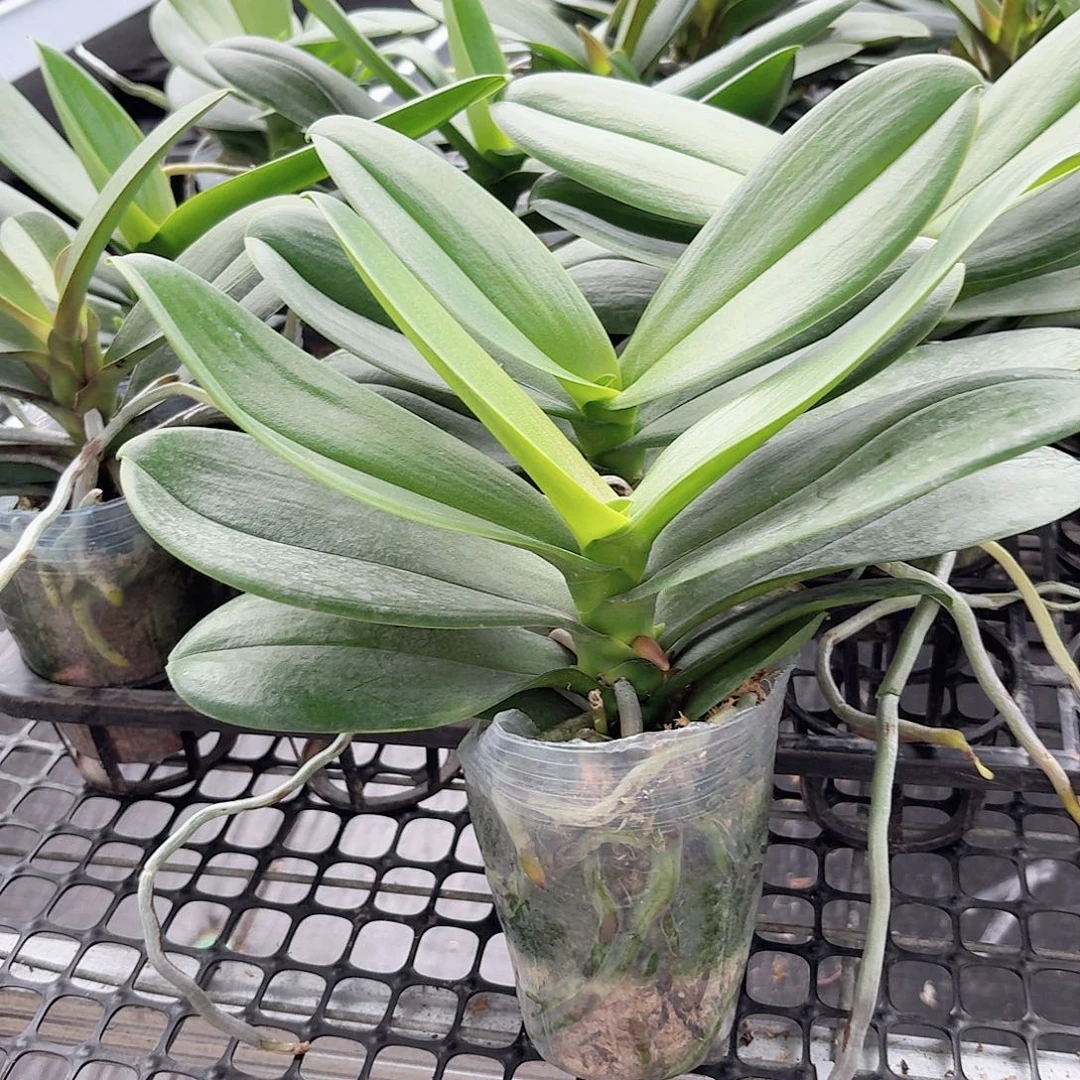 无花朵白天鹅2颗高品质