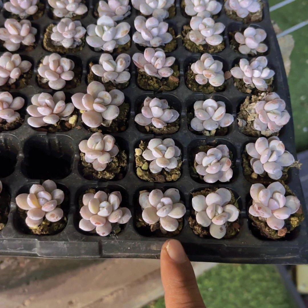 雪莲三颗一组量拍111