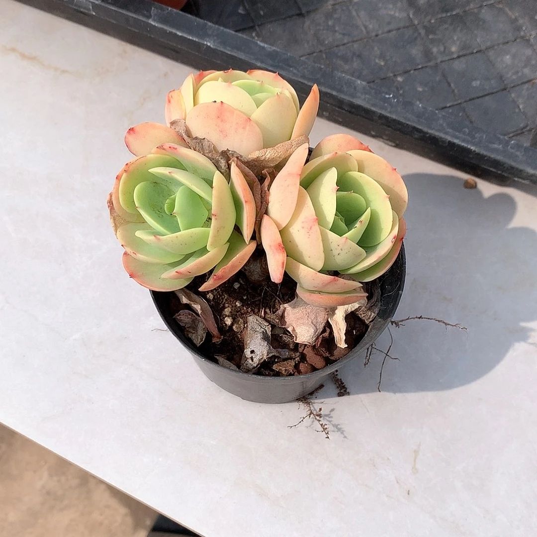 鸡蛋碧桃多肉植物