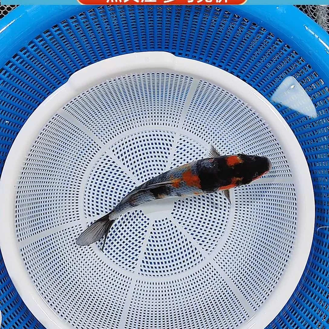 锦鲤五色昭和 绯盘分布均匀