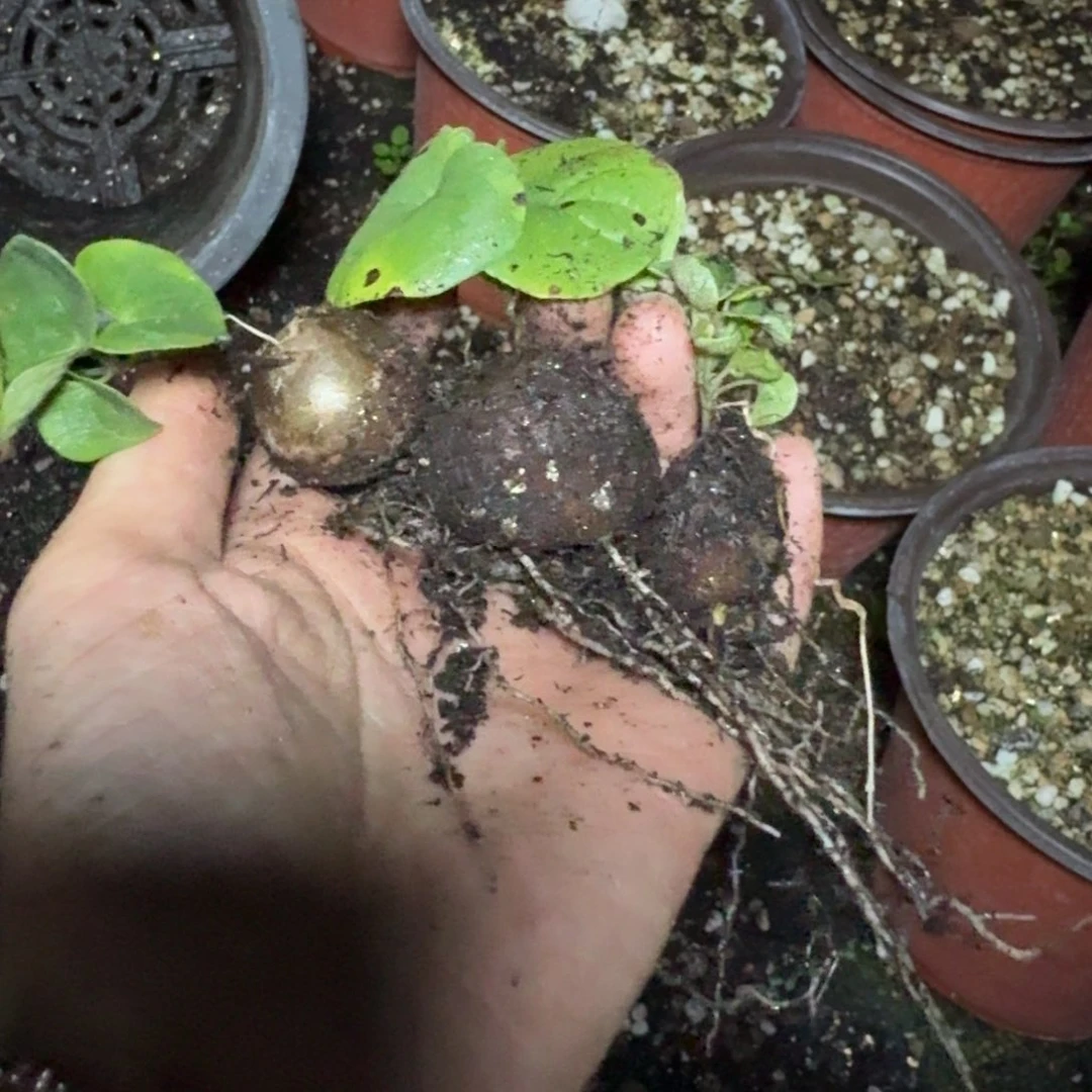 ?***汁南非龟甲龙一物一拍多肉