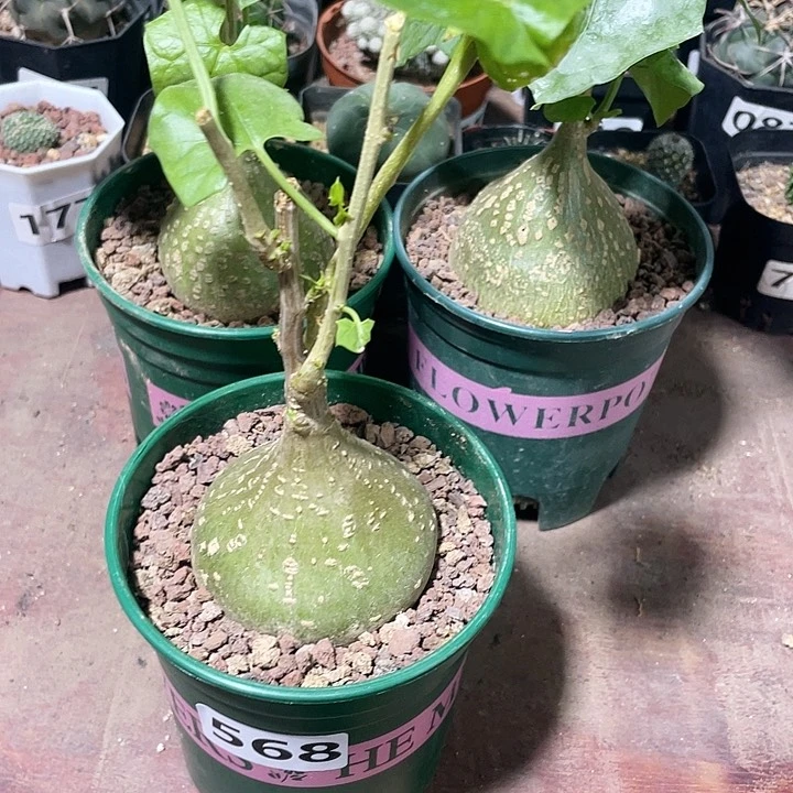 M***o568银叶睡块根植物