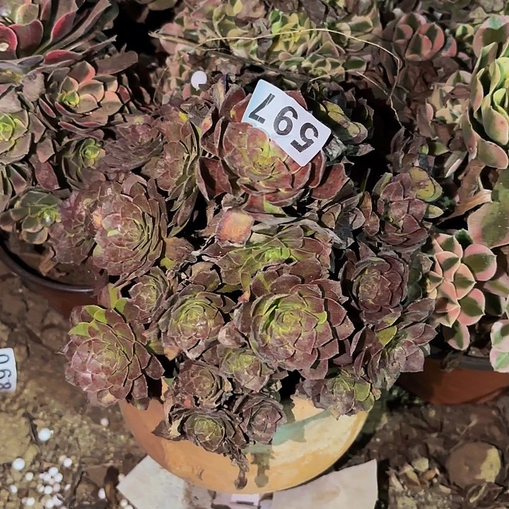 597男爵多肉植物不售后