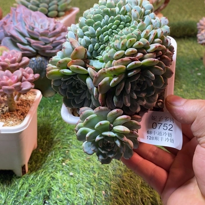 0752啊啊啊啊啊啊啊啊