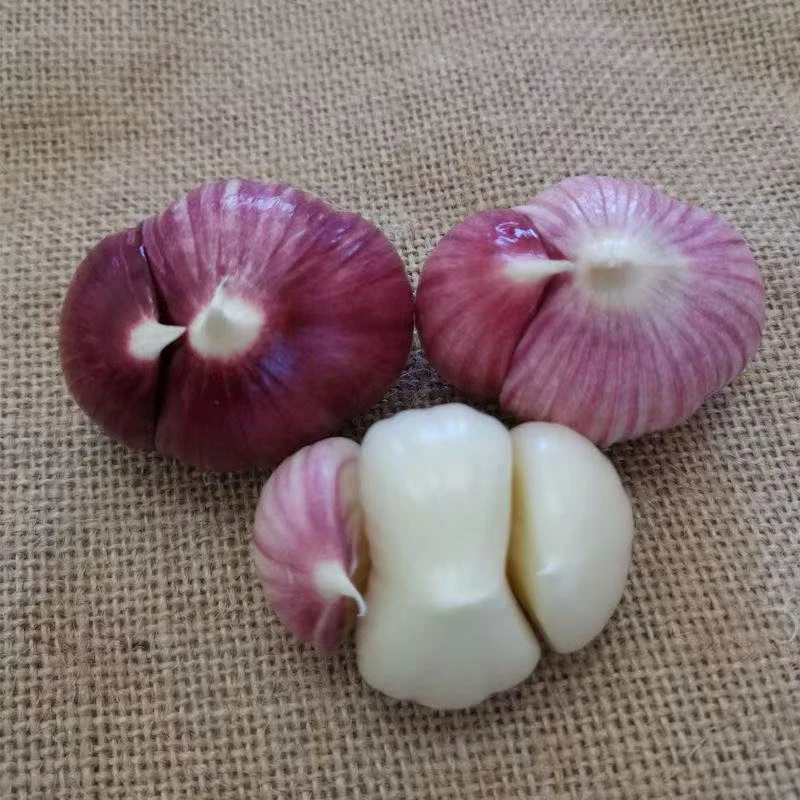 云南紫皮三瓣蒜新鲜三丫蒜现挖香蒜