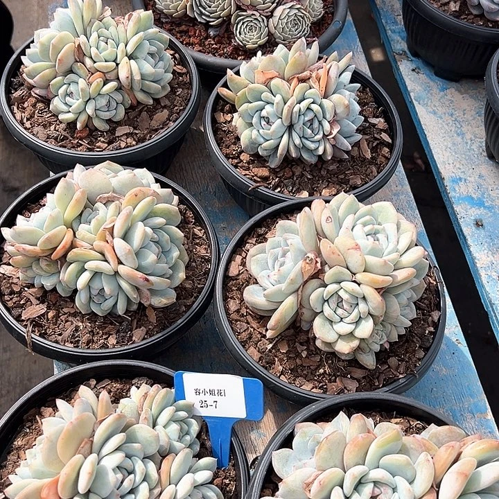 25.7石榴2个多肉植物