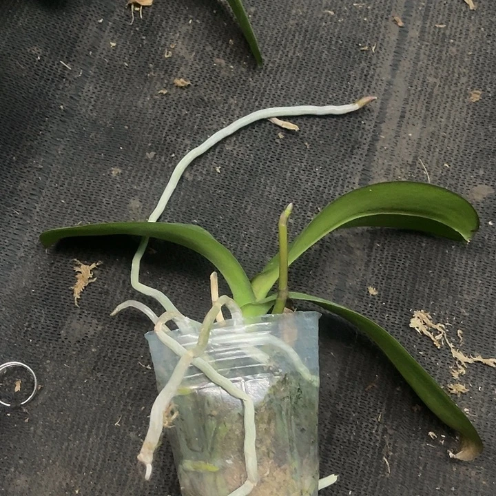当前无花栽培后可以开花实生3.0带剑微瑕
