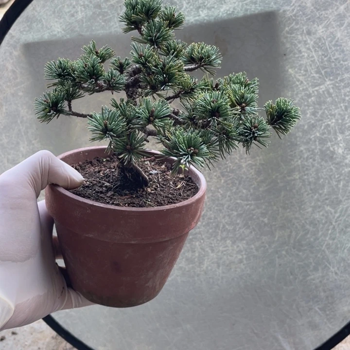 完全开放瑞光大阪松