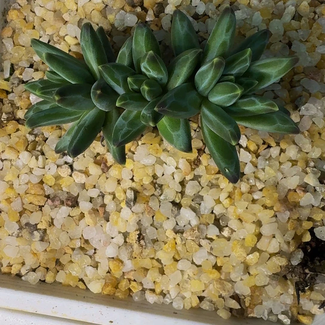 黑珍珠 3头 一物一拍