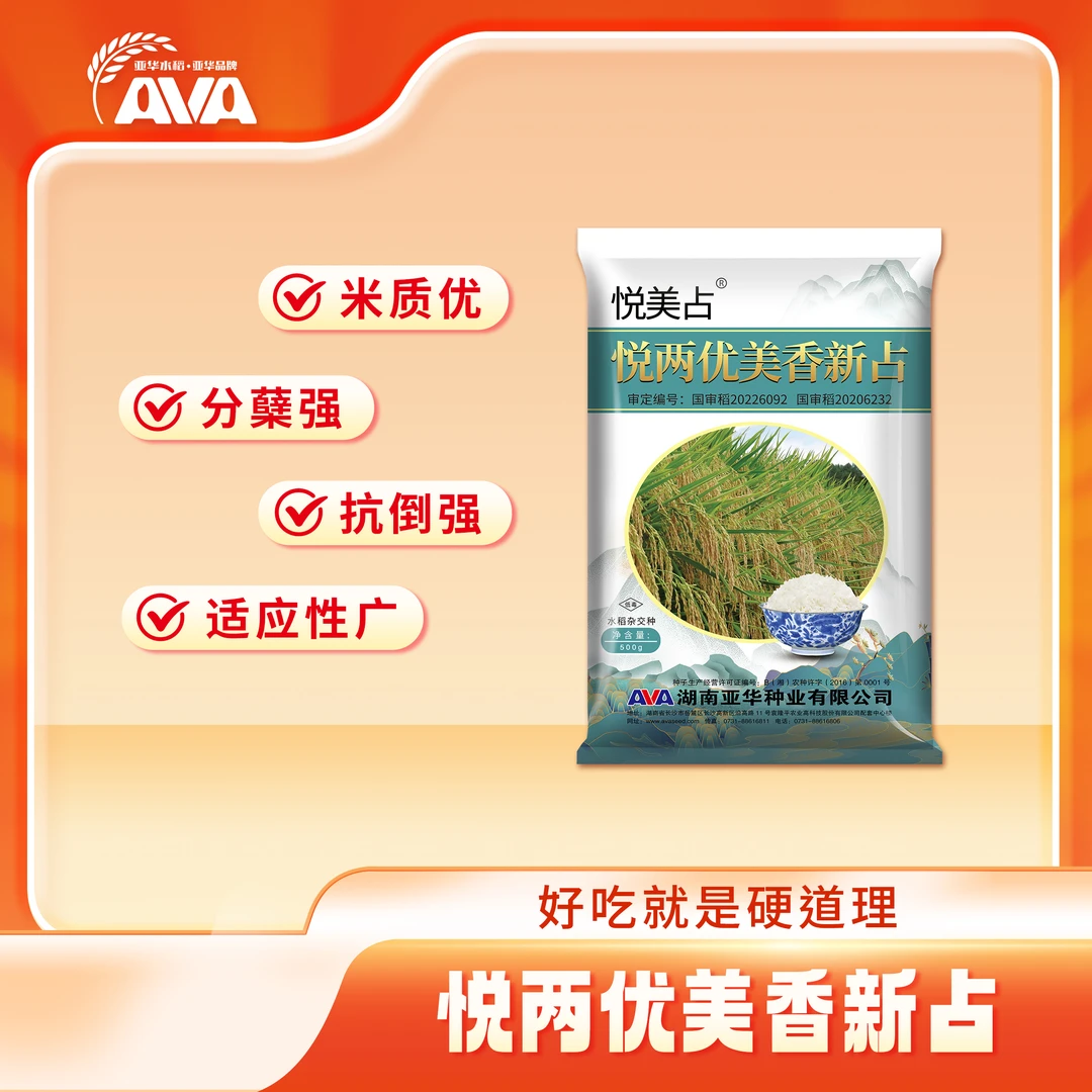 亚华水稻悦两优美香新占