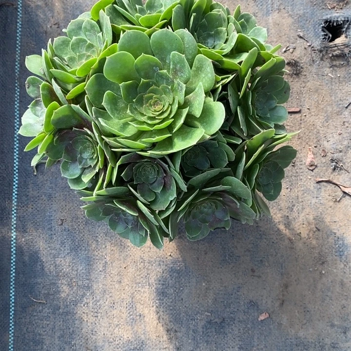 万圣节31多肉植物法师法师