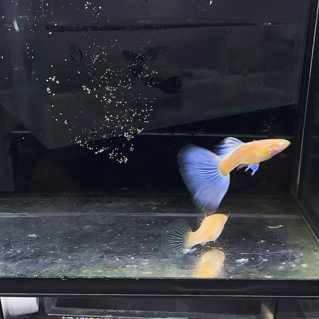 孔雀鱼欧意紫白一对