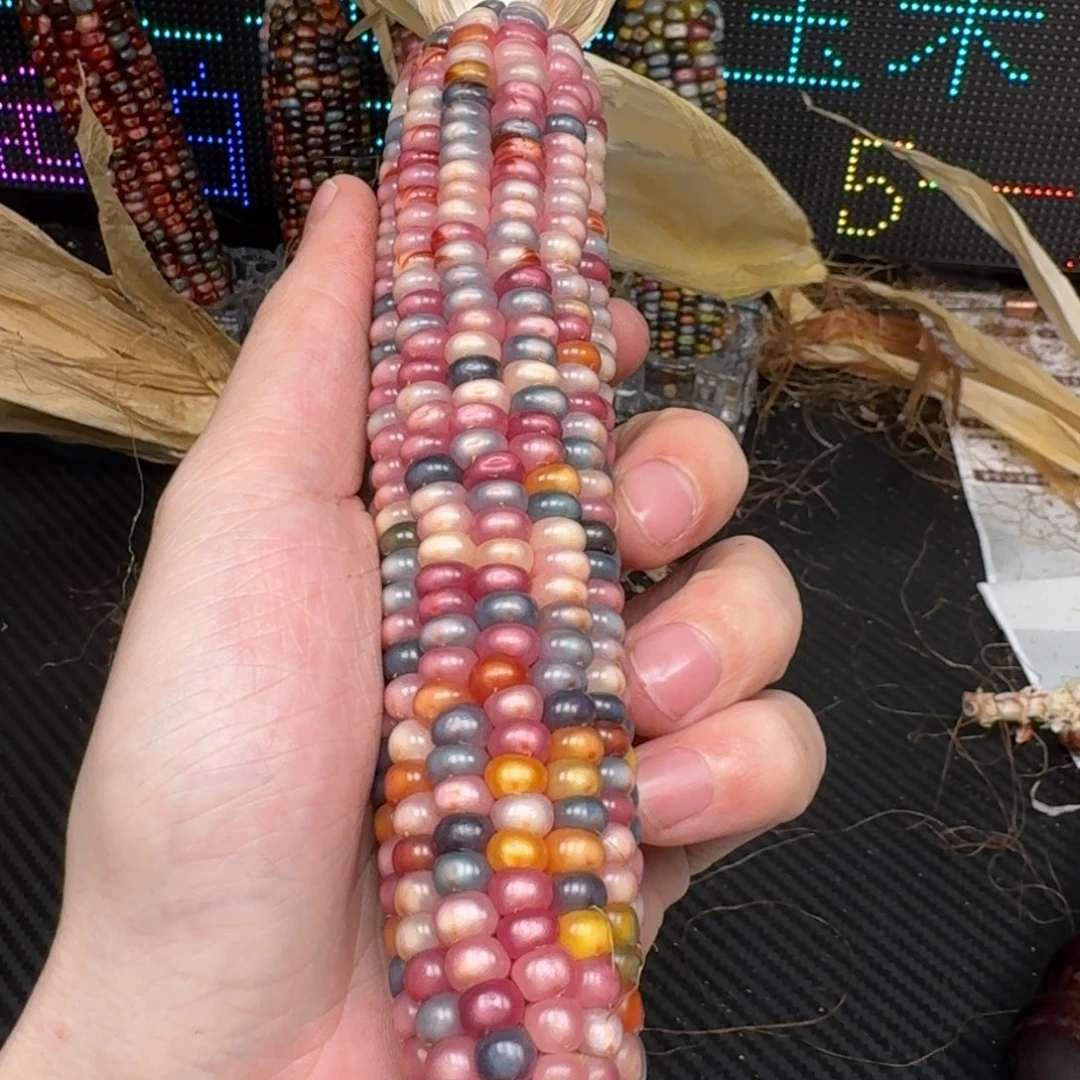 柏香籽/百香籽吊坠小**乖