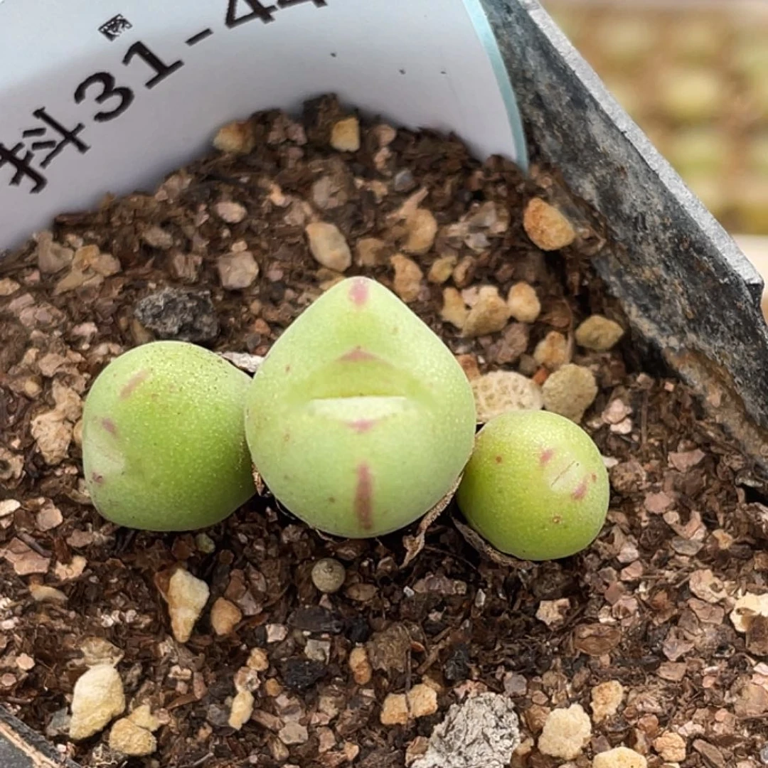 31-44将多肉植物肉锥