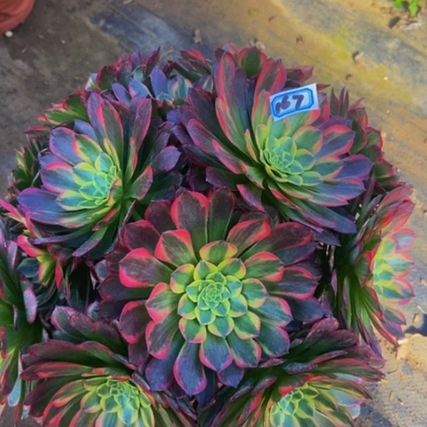 朝霞朵朵多肉植物一物一拍167多肉
