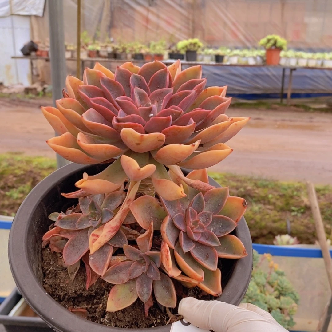 734紫气东来一物一拍