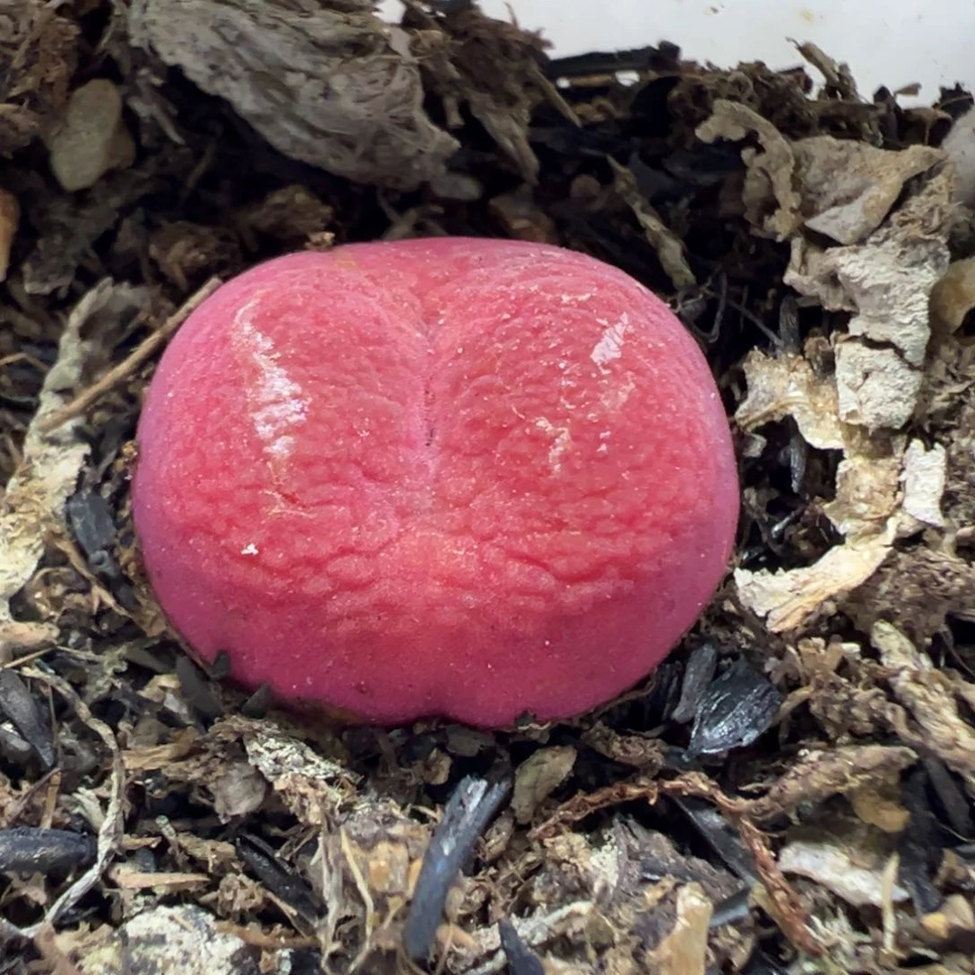 350超毛带盆土发货