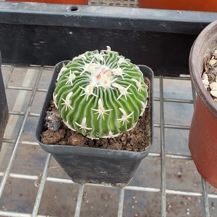 上***水实生太刀岚4仙人球