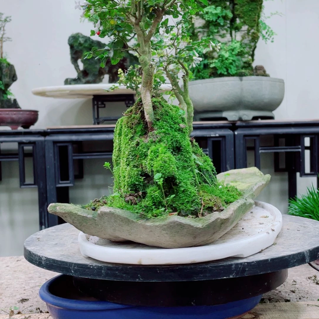 无铅玻璃春*铁线蕨科植物黑白花的根茎