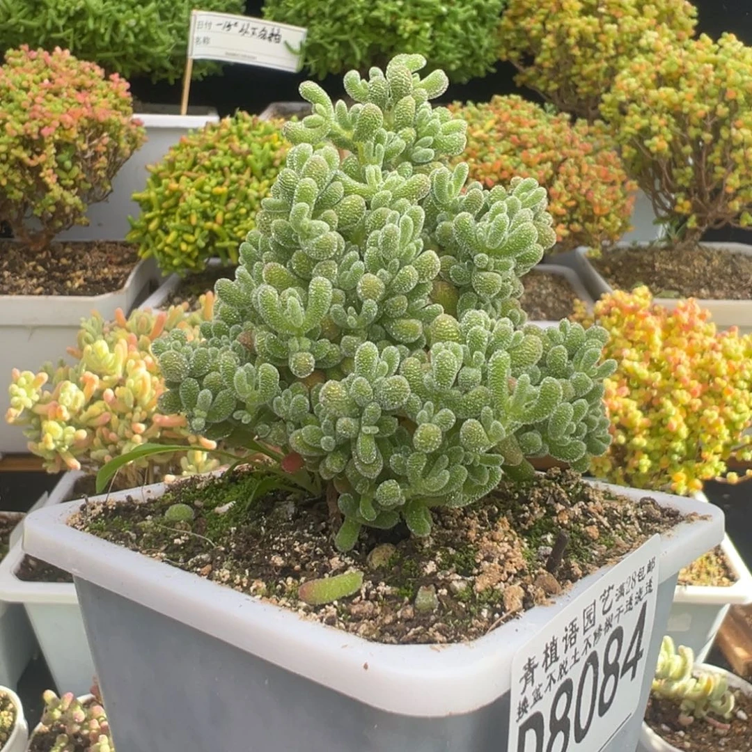 D8084冰晶一物一拍