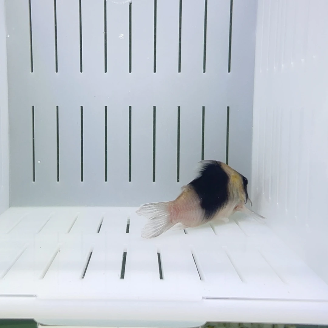 鼠鱼精挑大背包鼠鱼