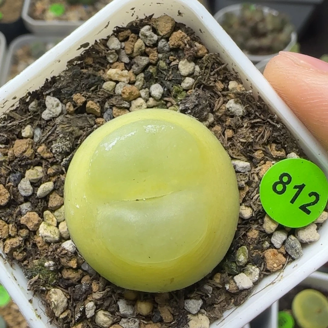 嘟嘟嘴拉登2.7多肉812