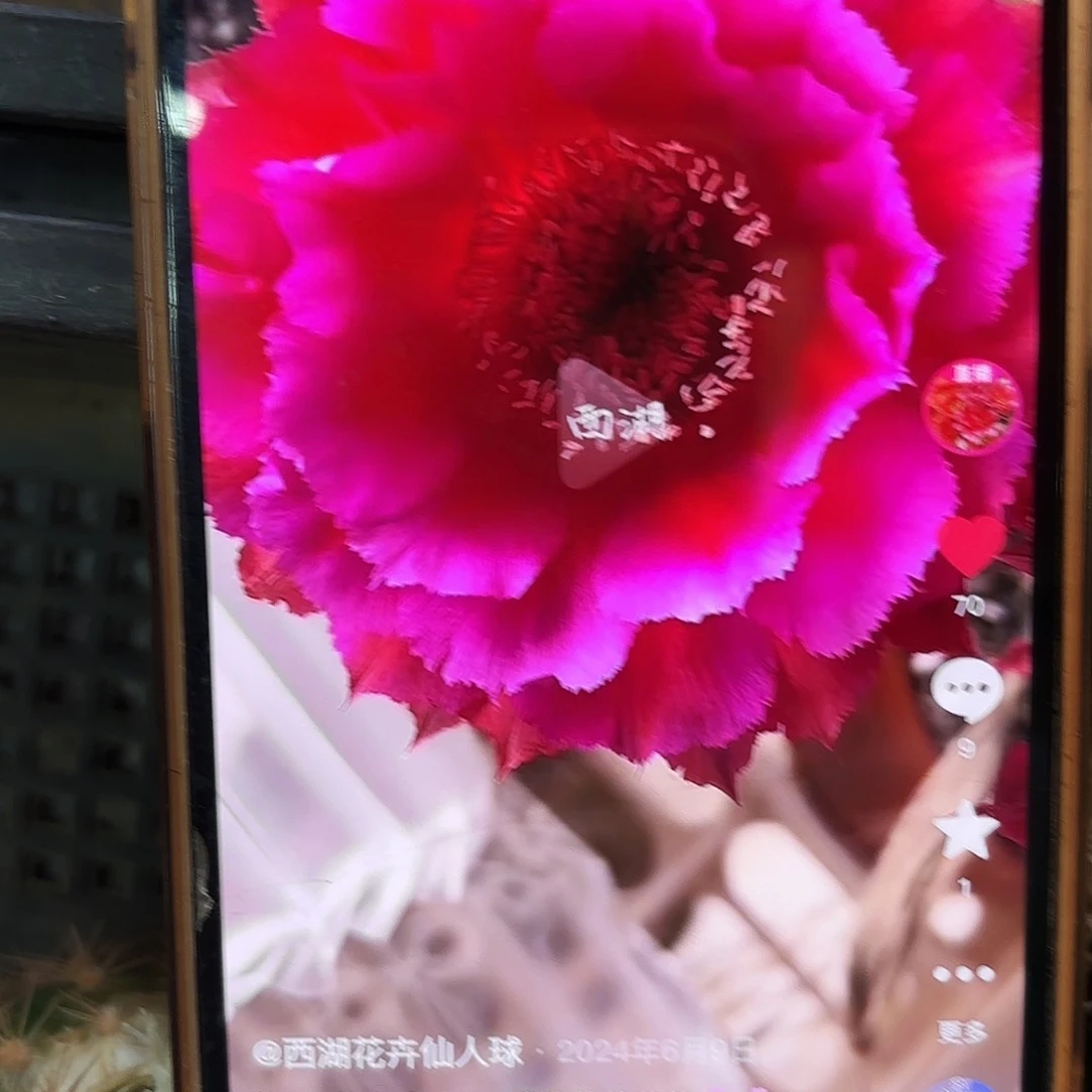 热加彩颗側牙20包郵仙人球26