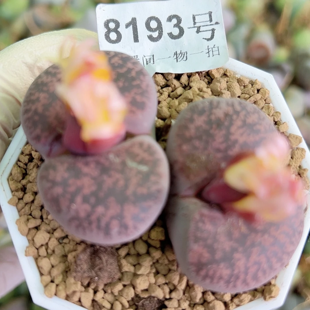 8193 好养易活生石花大母本