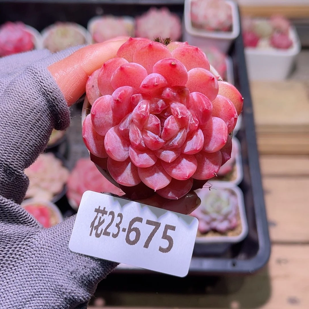 花23-675果汁单头
