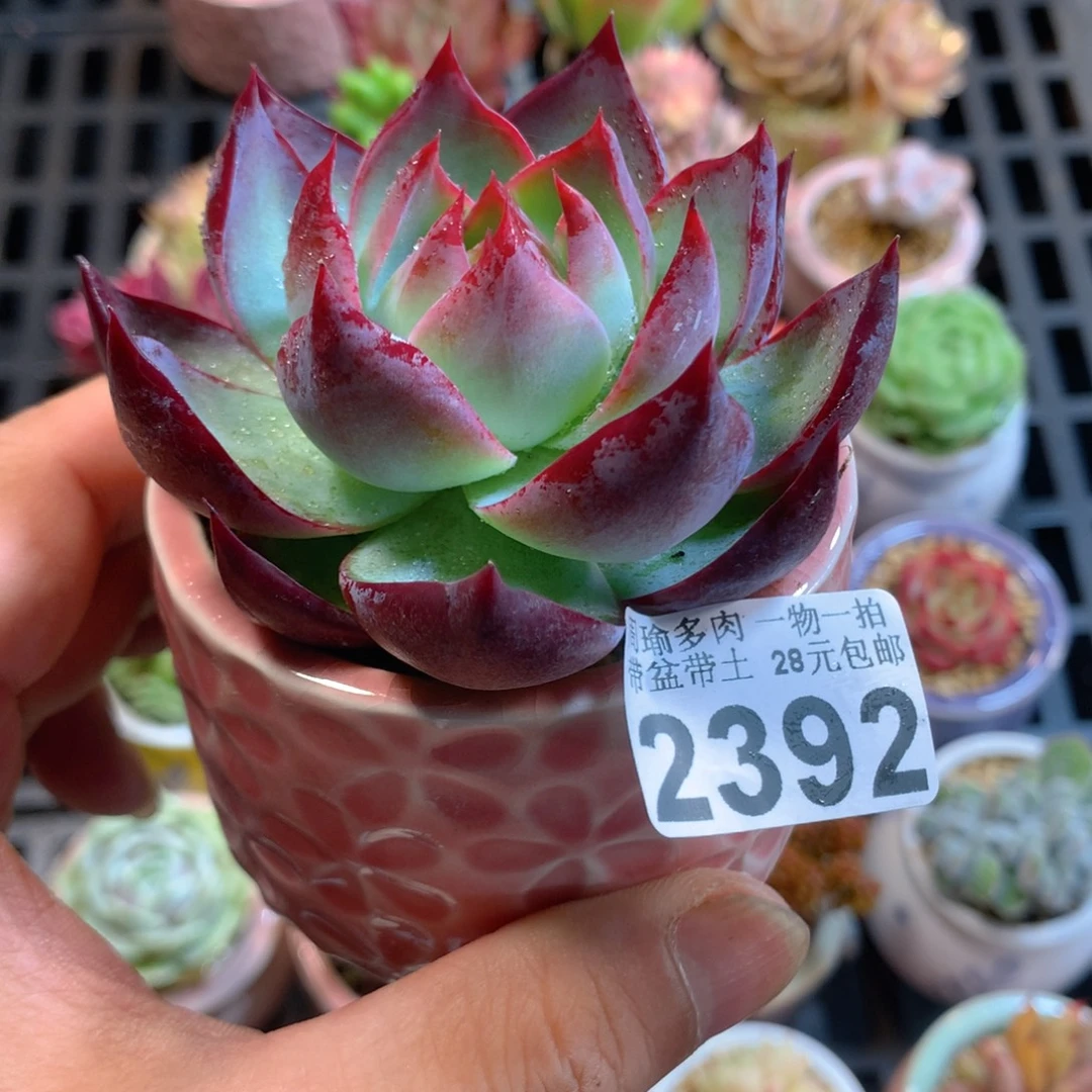 精控多肉植物2392