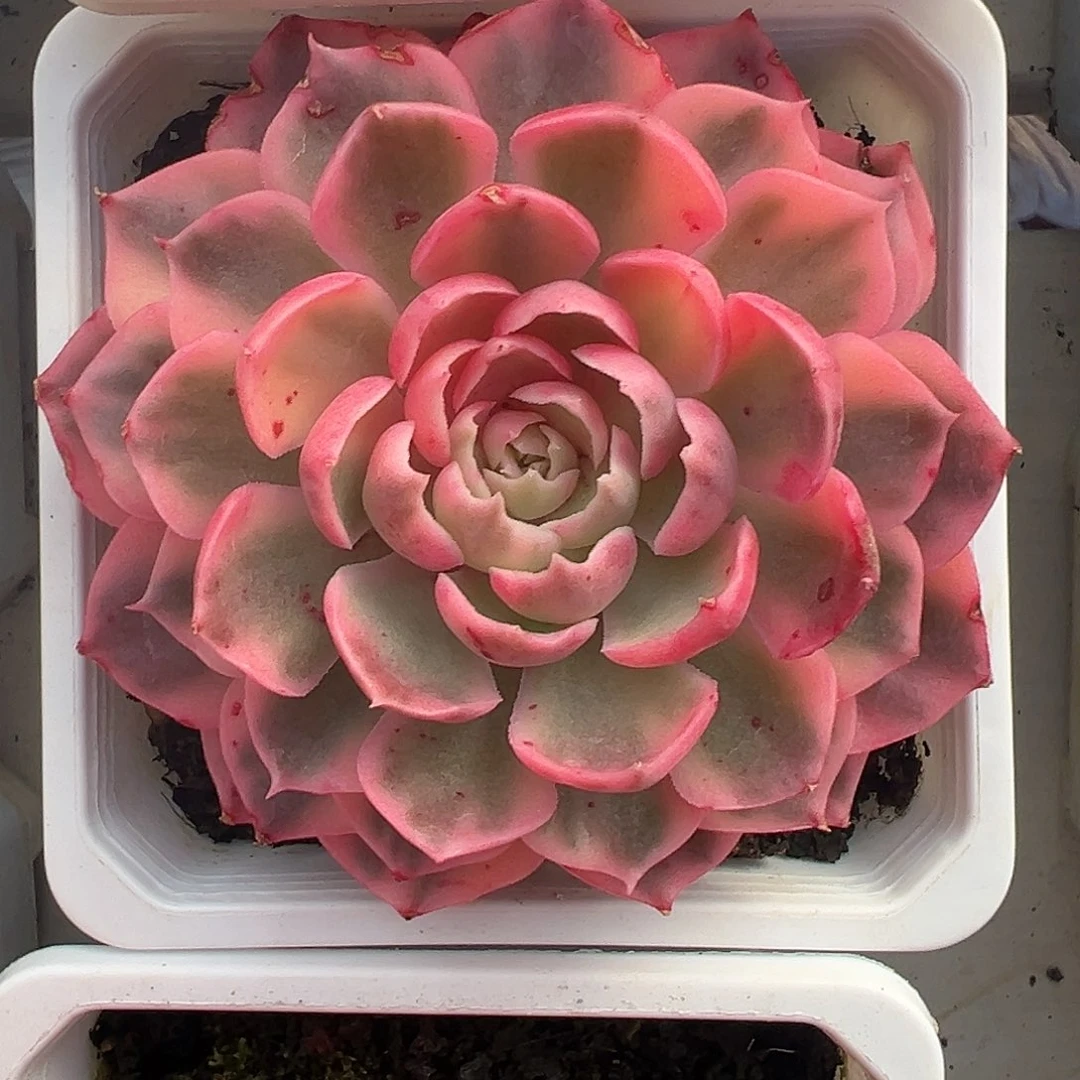 沙漠玫瑰锦多肉植物