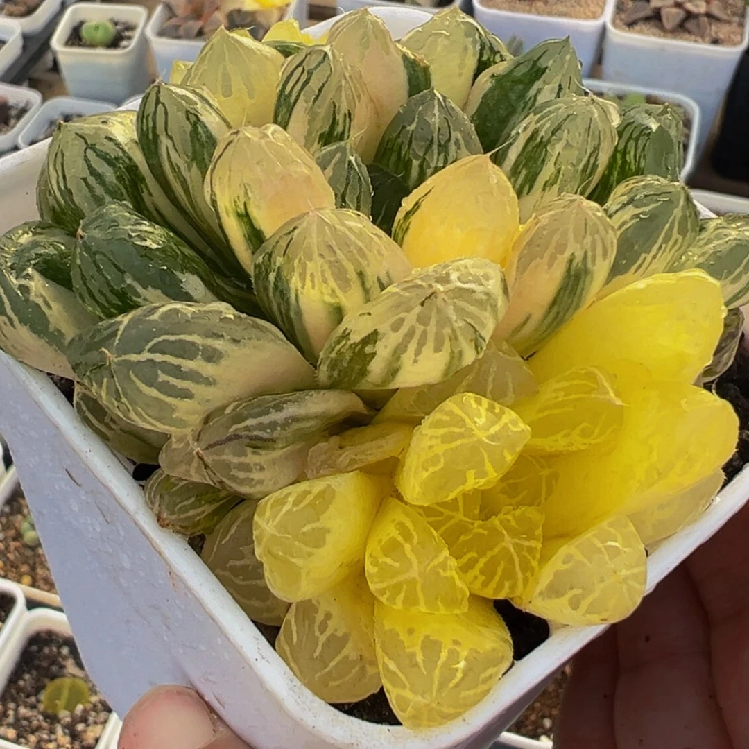 苏州玉露锦群多肉植物