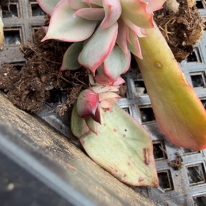 无名盲盒锦多肉锦