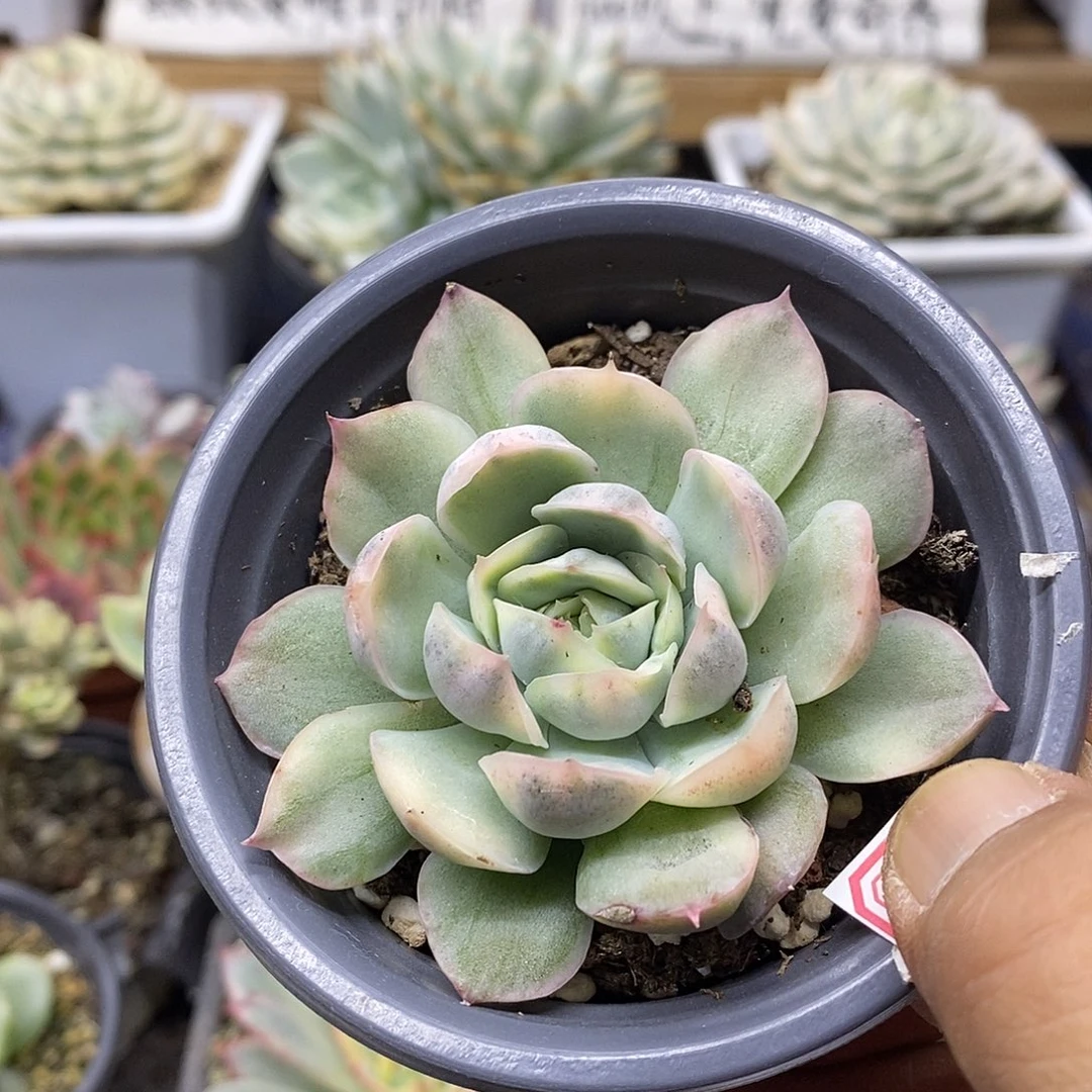 23136 草莓蛋糕锦