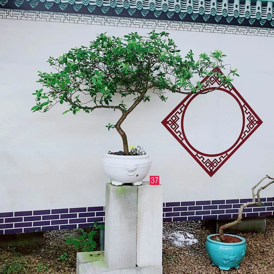 当前无花朵，栽培后可花朵海岛栀子花一物一拍
