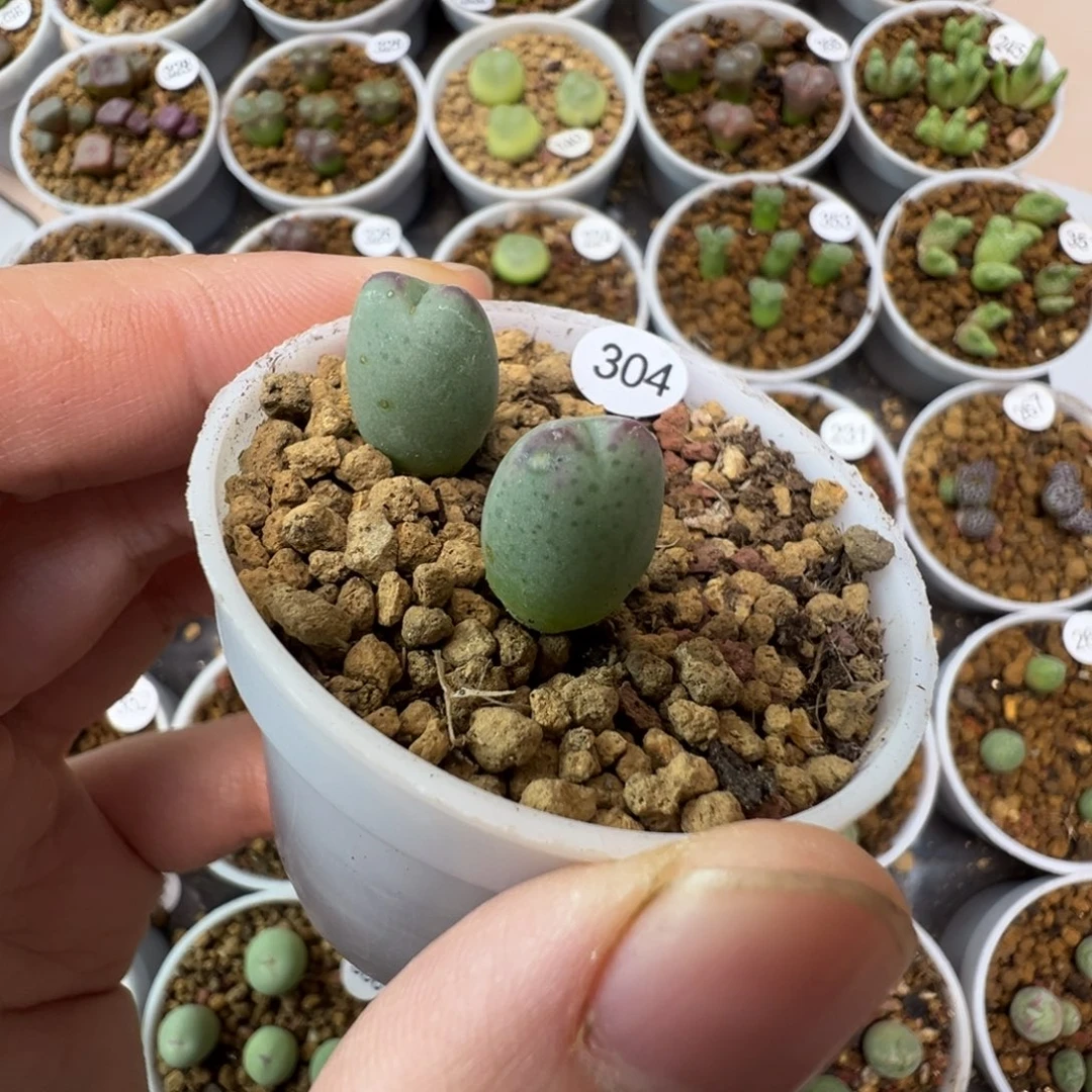 皮卡丘一颗脱土304000