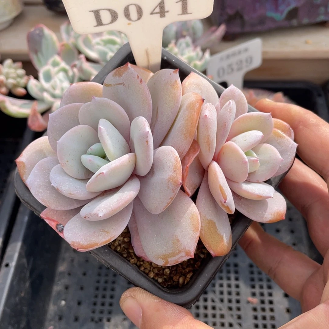 041奶茶吧不带盆11厘米