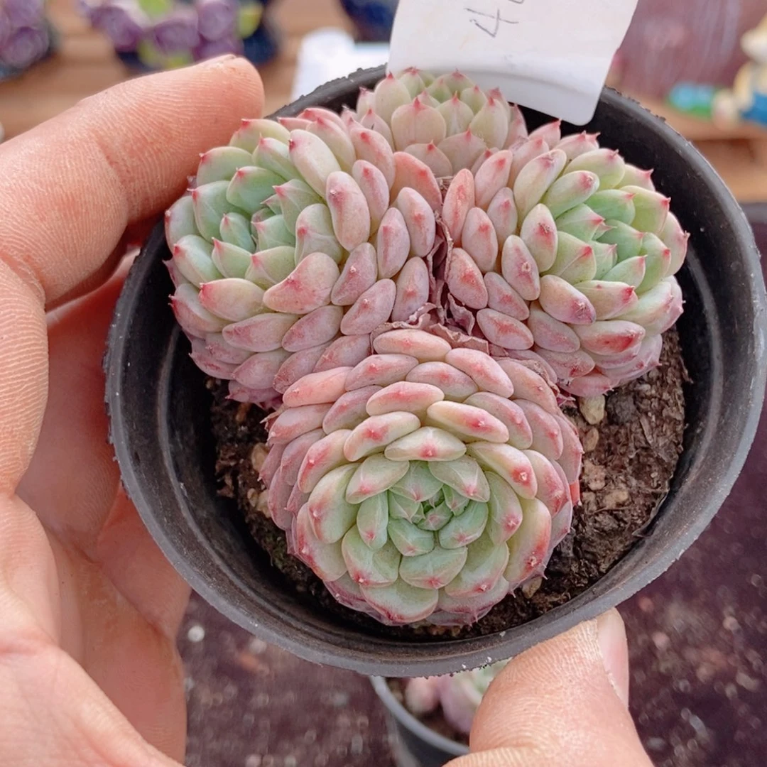 七*笙407。。。。。。。。。。。。。