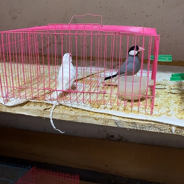 文鸟张*峰灰公白母，包活到家